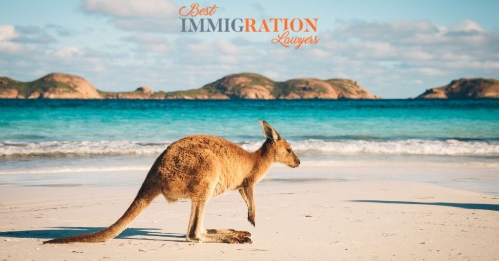 Australia beach kangaroo